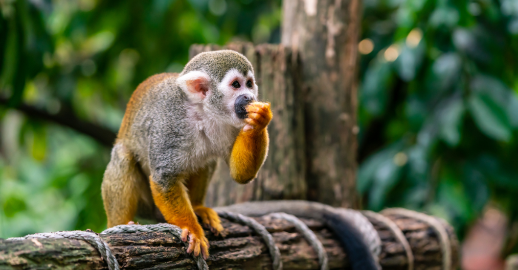 productos sin pruebas en animales NATURA